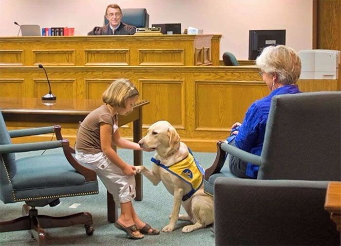 Как вы думаете, что эти собачки делают в помещении суда?