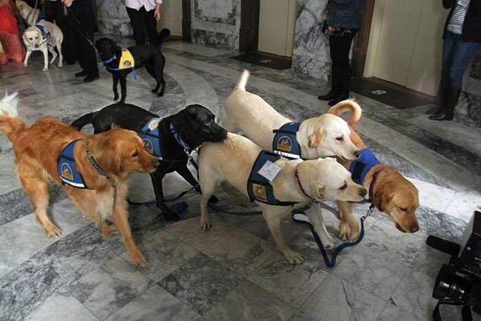 Как вы думаете, что эти собачки делают в помещении суда?