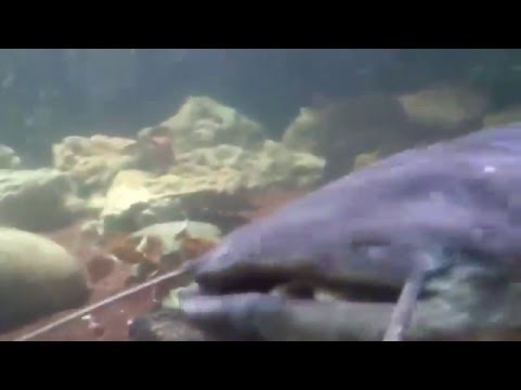Как сом охотится на рыбу 