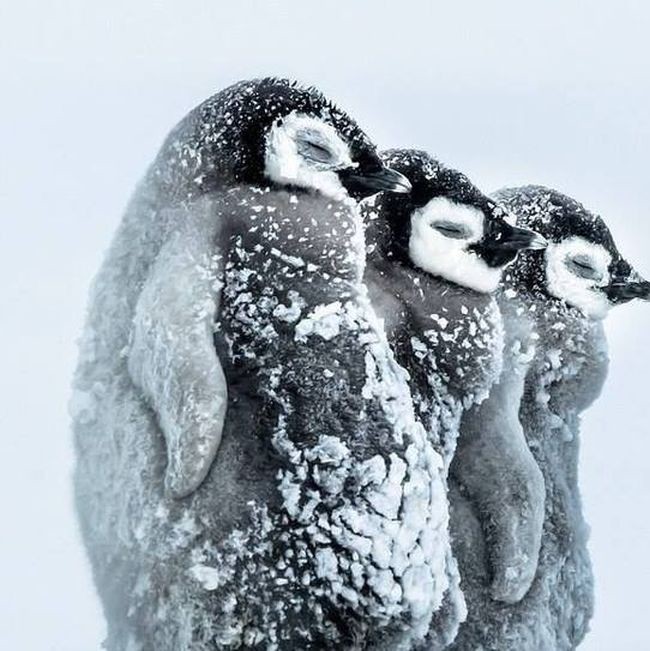 Спящие пингвины