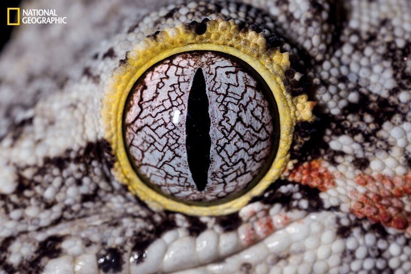 Ушастый новокаледонский геккон (Rhacodactylus auriculatus)