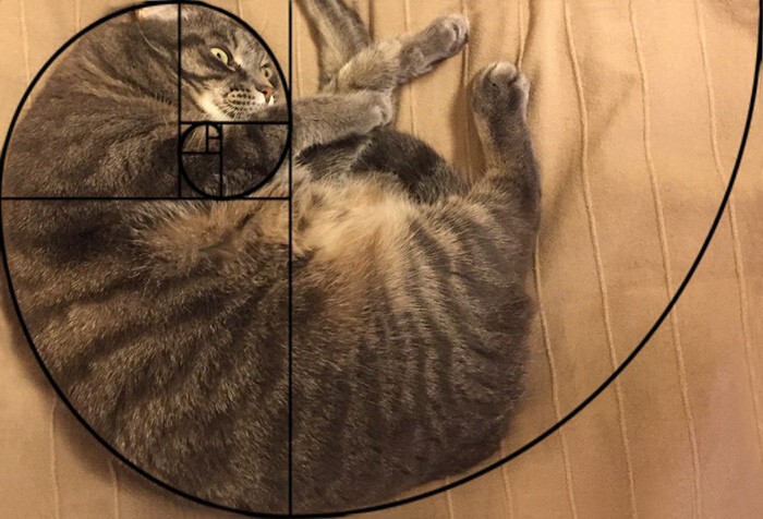 10 последовательностей Фибоначчи в доказательство того, что коты идеальны