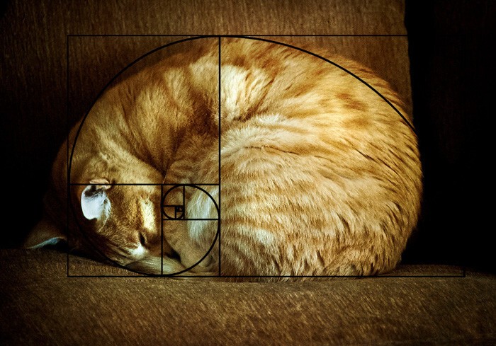 10 последовательностей Фибоначчи в доказательство того, что коты идеальны