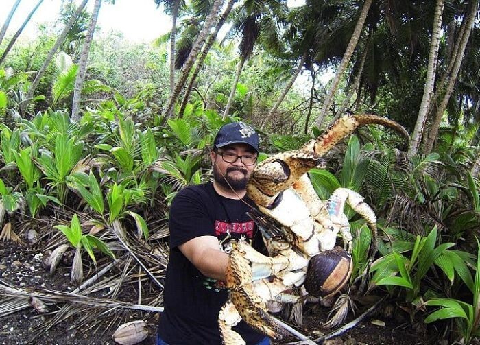 Турист не побоялся взять в руки огромного кокосового рака ради эффектного снимка