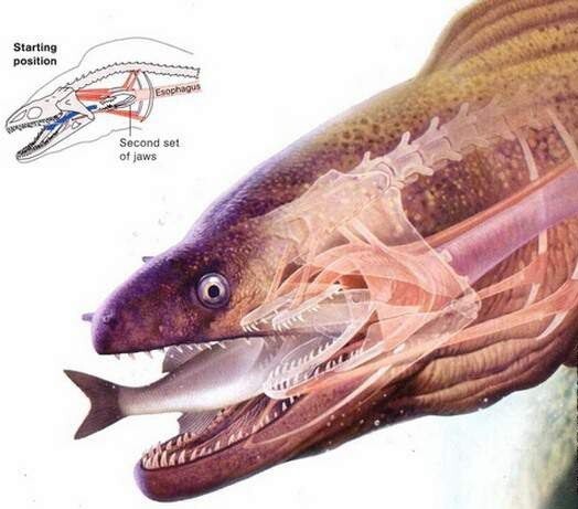 Это мурена в разрезе. За основными челюстями находится еще одна челюсть которая выдвигается вперед при захвате жертвы и также помогает при ее заглатывании. 