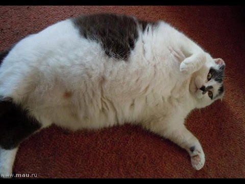 Самые толстые коты в мире 