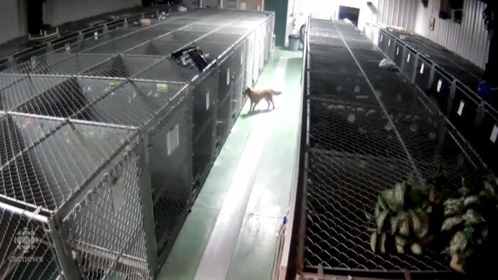 В приюте для животных собака сбежала из клетки, чтобы успокоить плачущих щенков