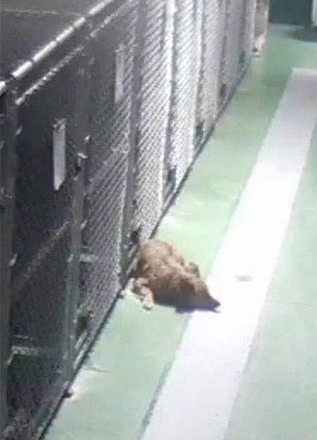В приюте для животных собака сбежала из клетки, чтобы успокоить плачущих щенков