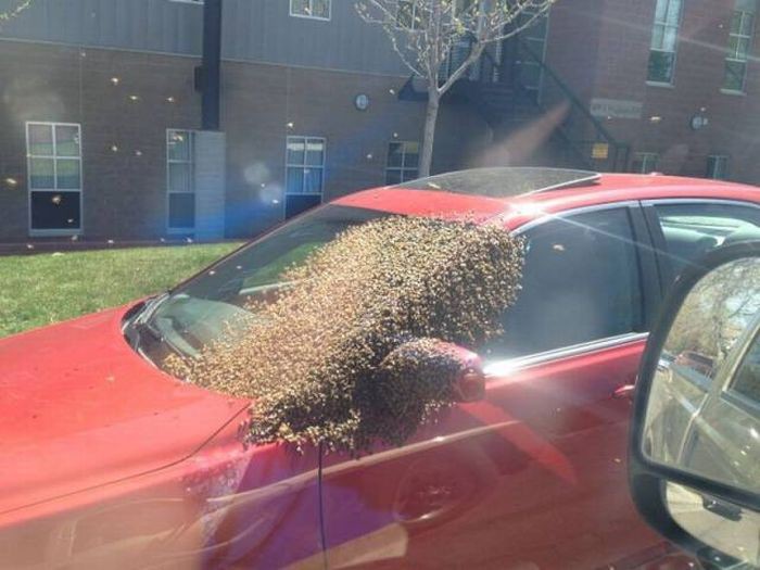 Пчелы облюбовали машину
