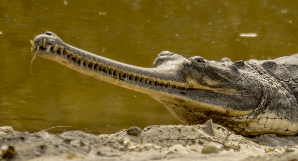 Маленькие крокодилы из Непала