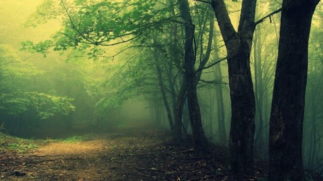 4. Лес Хоя-Бачу, Румыния.  Этот лес называют «Бермудским треугольником Трансильвании». Посреди леса находится странный круглый участок. Говорят, что те, кто проходят через него- никогда не возвращаются обратно.  
