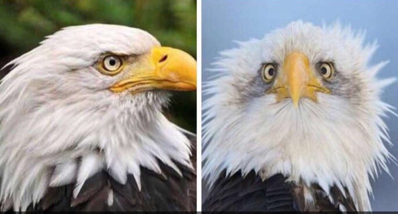 Почему белоголовых орланов всегда фотографируют «в профиль».