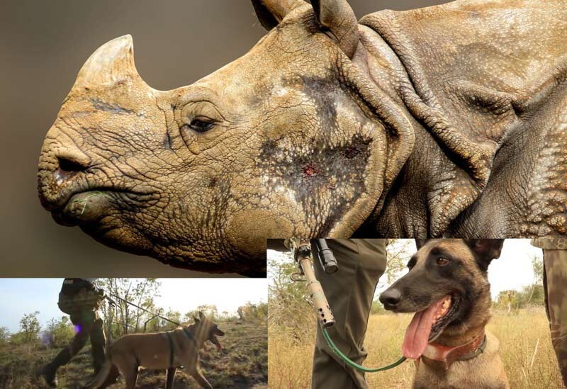 Эта собака поймала 115 охотников на носорогов