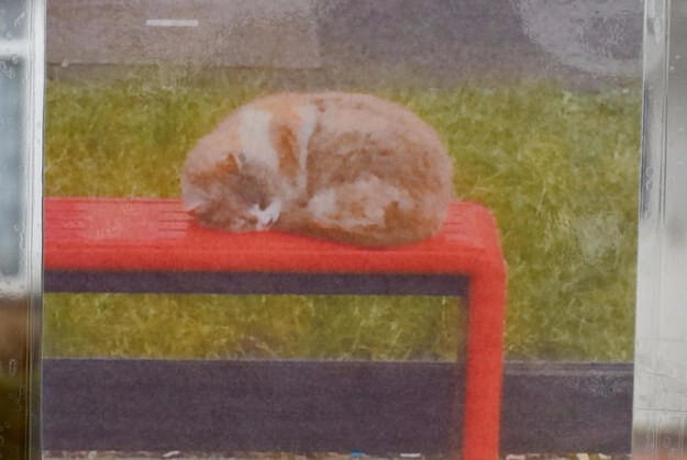 Люди создали из автобусной остановки мемориал кошке,которая была жестоко убита