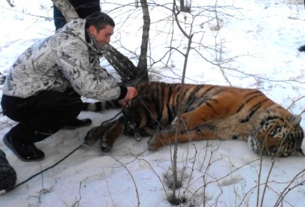 В Воронеже поймали сбежавшего из «Газели» тигра 