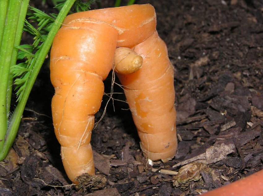 Просто морковка, ничего необычного.
