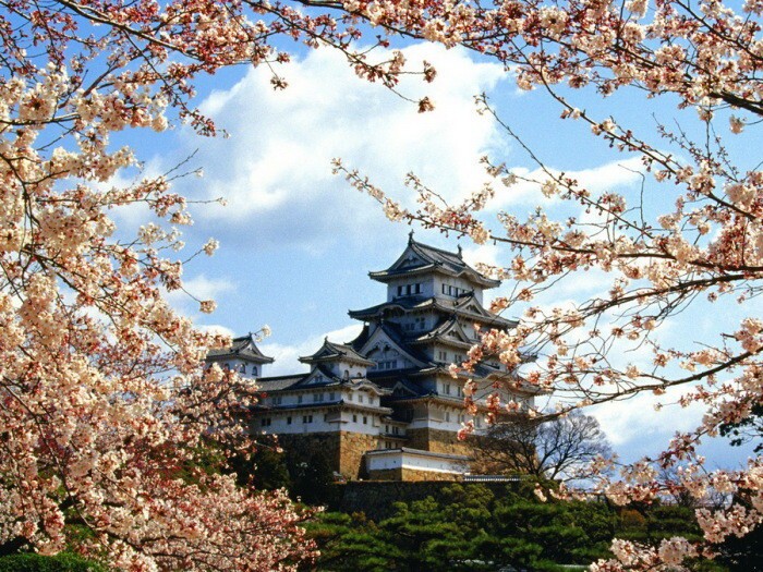 12. Замок Химедзи в цвете сакуры.
