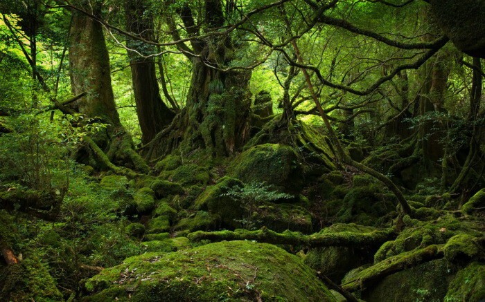8. Остров Якушима знаменит своей атмосферой древности. Этот остров – единственный на Земле, где растут деревья, старше 1000 лет. Если подойти к самому древнему дереву и приложить руку - жизнь наполнится счастьем и покоем. 