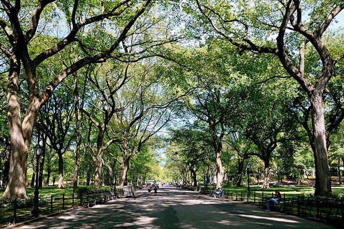 9. Центральный парк Нью-Йорка летом.