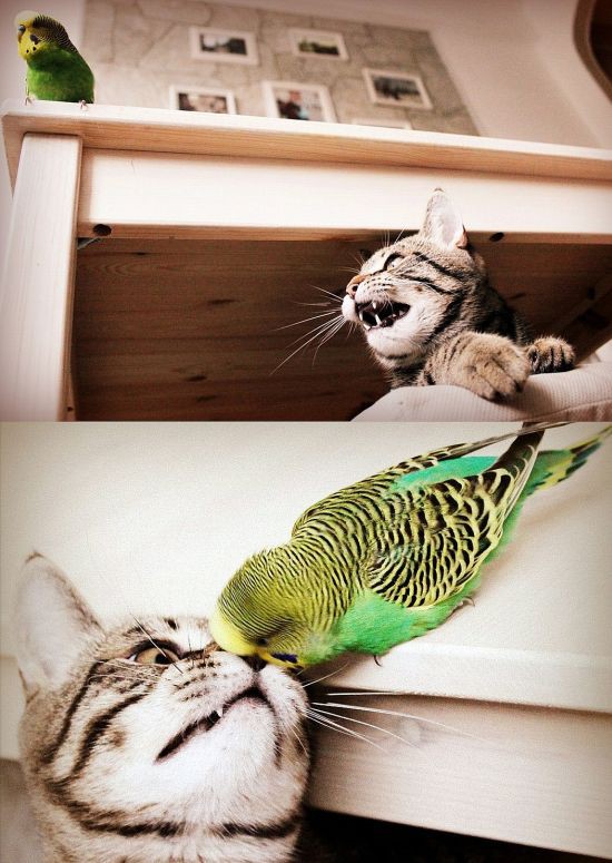 Дружба кота с попугаем 