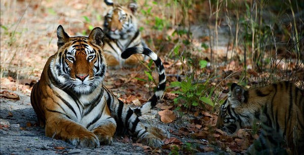 Тигриные заповедники в Индии Причина запрета: сохранение популяции редкого вида животных