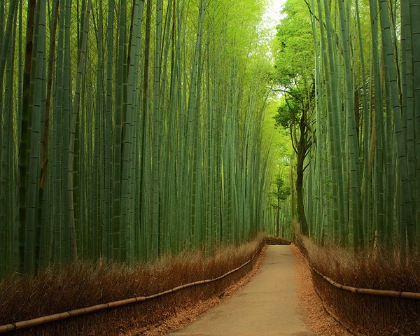 Бамбуковый лес в Японии.