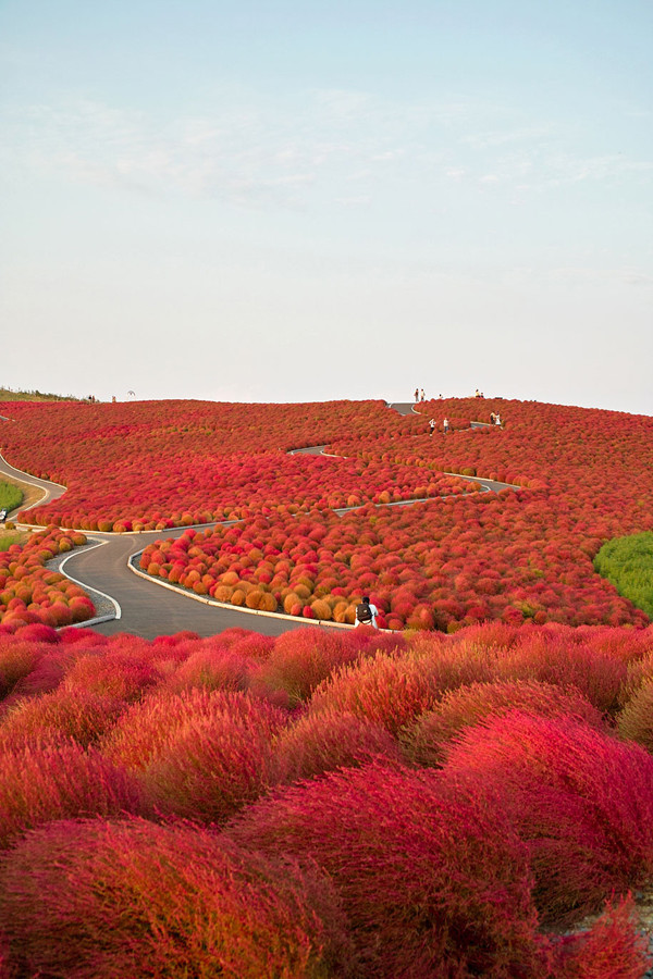 Национальный парк Хитачи-Сисайд в Японии.  