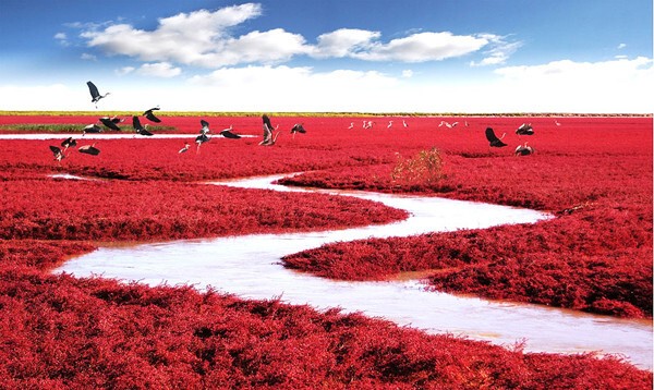 Красный пляж Паньцзинь в Китае.