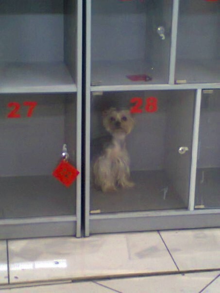 В последнее время можно иногда увидеть в супермаркетах, собак закрытых в ячейках камер хранения