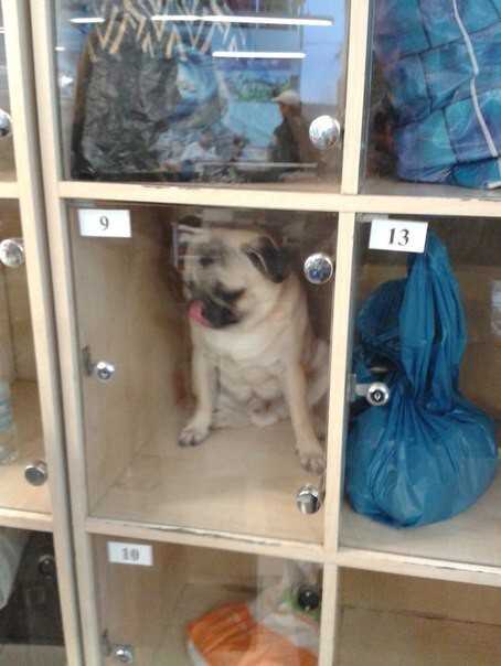 В последнее время можно иногда увидеть в супермаркетах, собак закрытых в ячейках камер хранения
