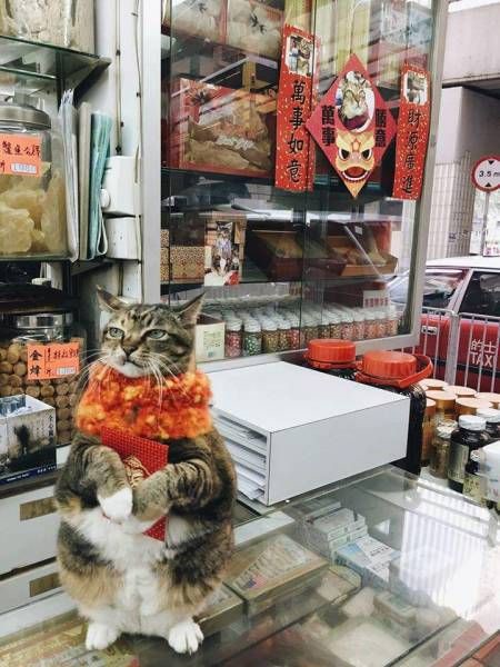 Кот в китайском магазине