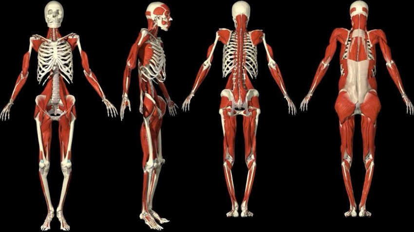 Интересные факты о нашем теле - Мускулы и кости 