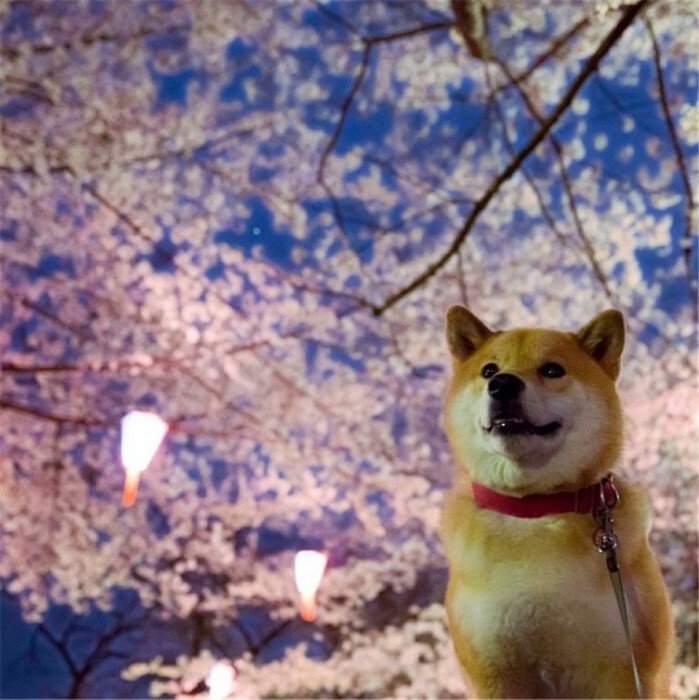 20. Очень популярная порода собак в Японии.