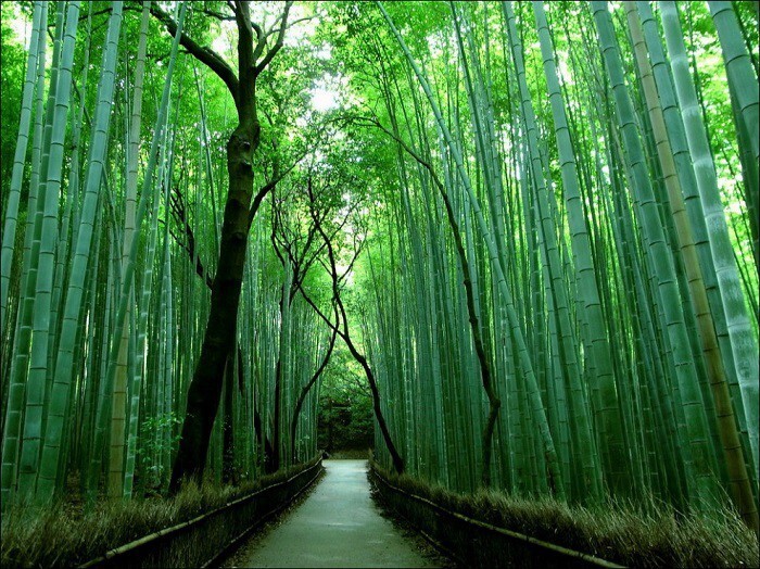 2. Бамбуковый лес Сагано