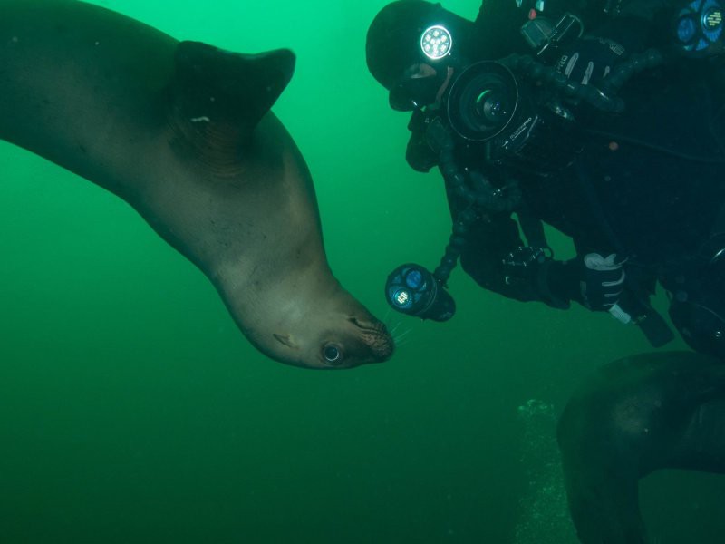 Встреча с тюленем