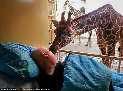 Мечта 54-летнего Марио, который всю жизнь работал в Роттердамском зоопарке: попрощаться с жирафами, за которыми он присматривал и ухаживал.