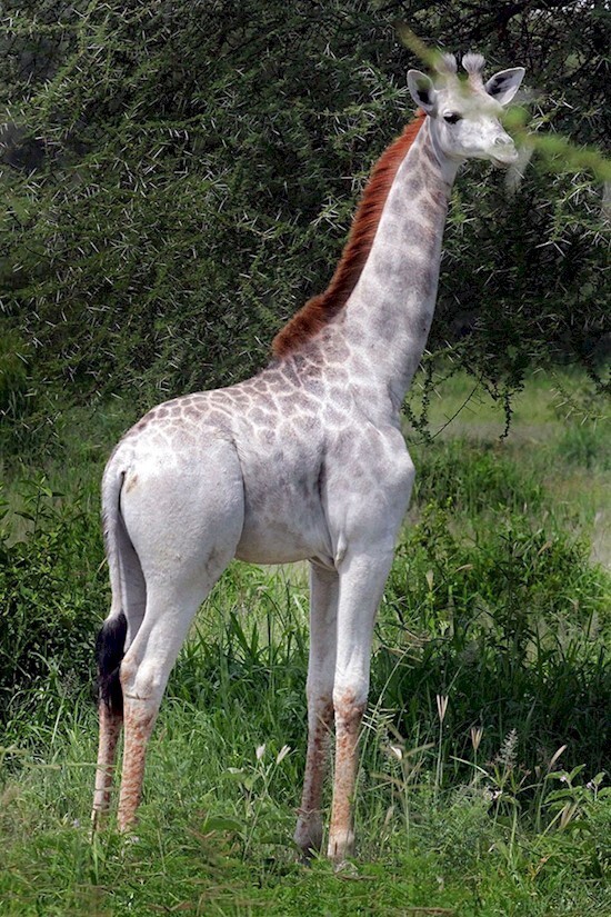 8. Редкий белый жираф в национальном парке Тарангире в Танзании