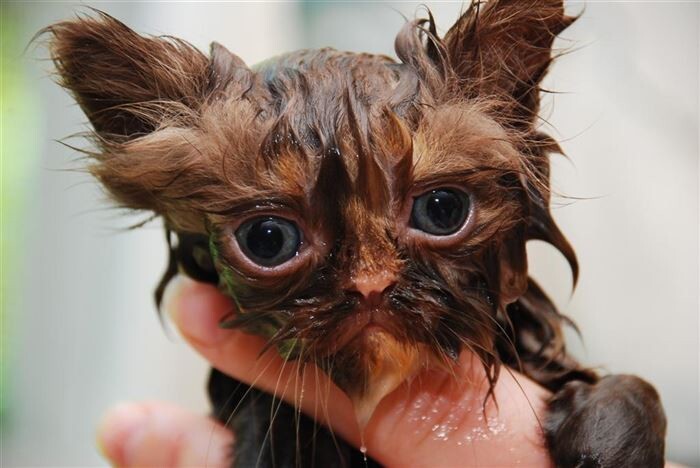 15 забавных фотографий мокрых кисок