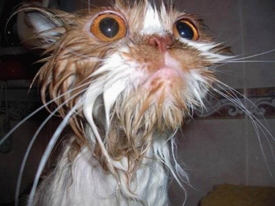 15 забавных фотографий мокрых кисок