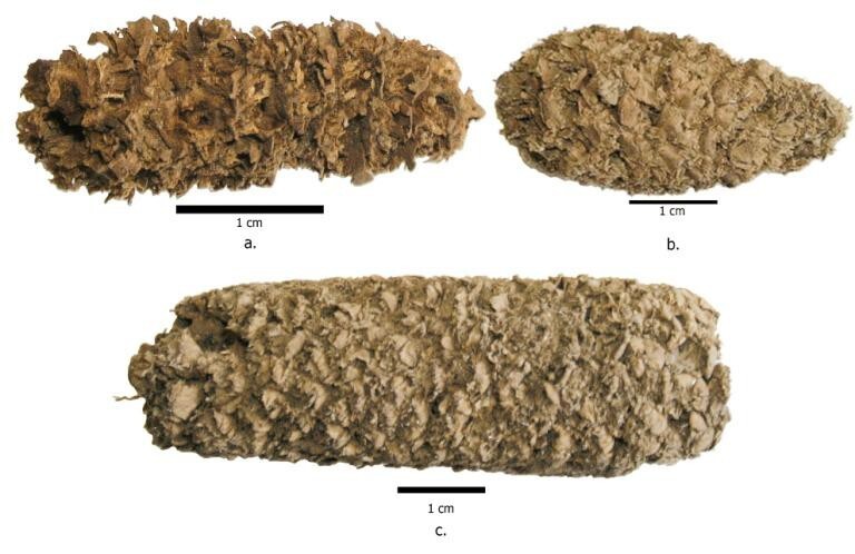 7. Самый старый попкорн (6700 лет)