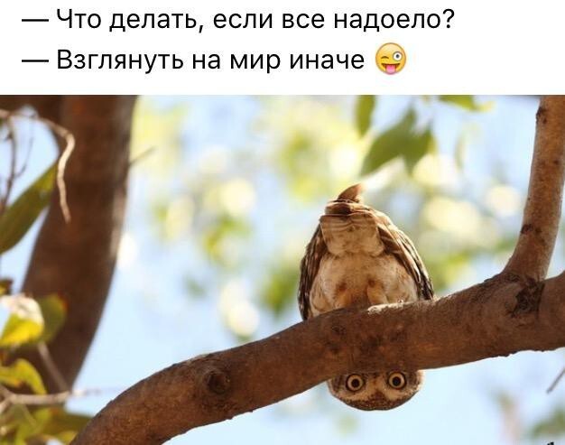 Приколы с братьями меньшими