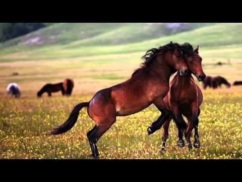 Танцы диких лошадей, опьяневших от свободы 