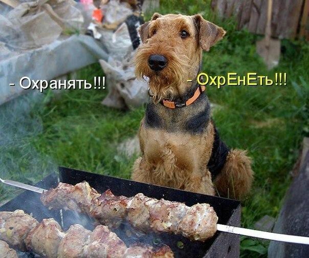 Приколы с братьями меньшими