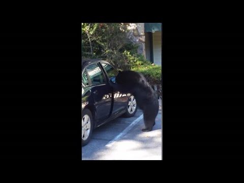 Медведь вскрыл машину 