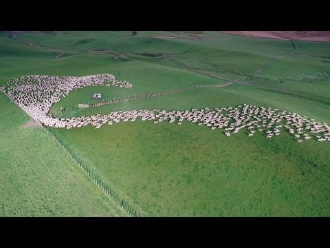 Маневры овец в Новой Зеландии с высоты птичьего полета 