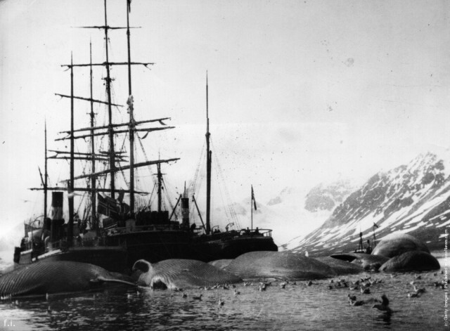 Китобойное судно на Шпицбергене, 1905 год. 