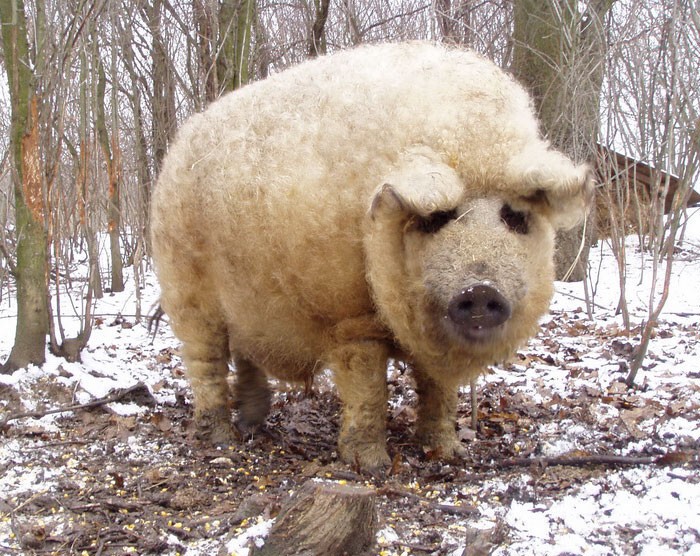 Венгерская Мангалица - свинья с овечьей шерстью