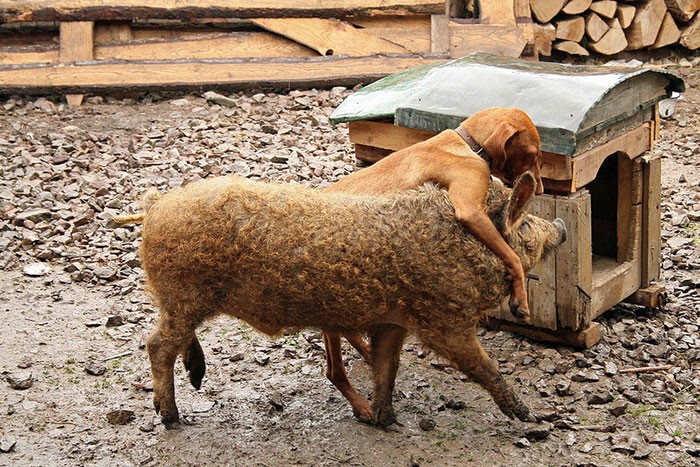 Венгерская Мангалица - свинья с овечьей шерстью