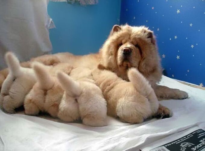 Новорожденные щенки и их гордые родители