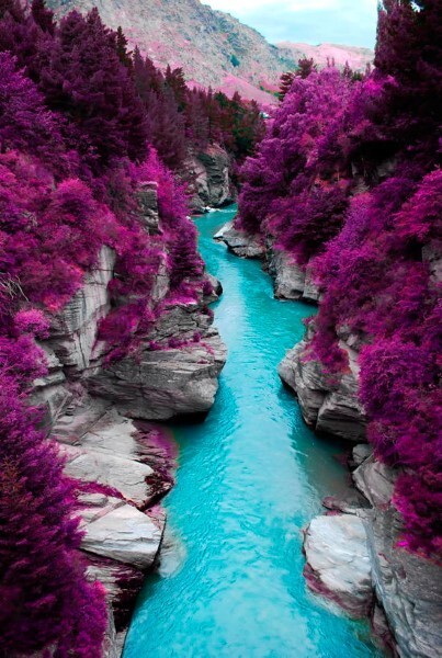 Фиолетовый шотландский лес